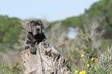 CANE CORSO 348